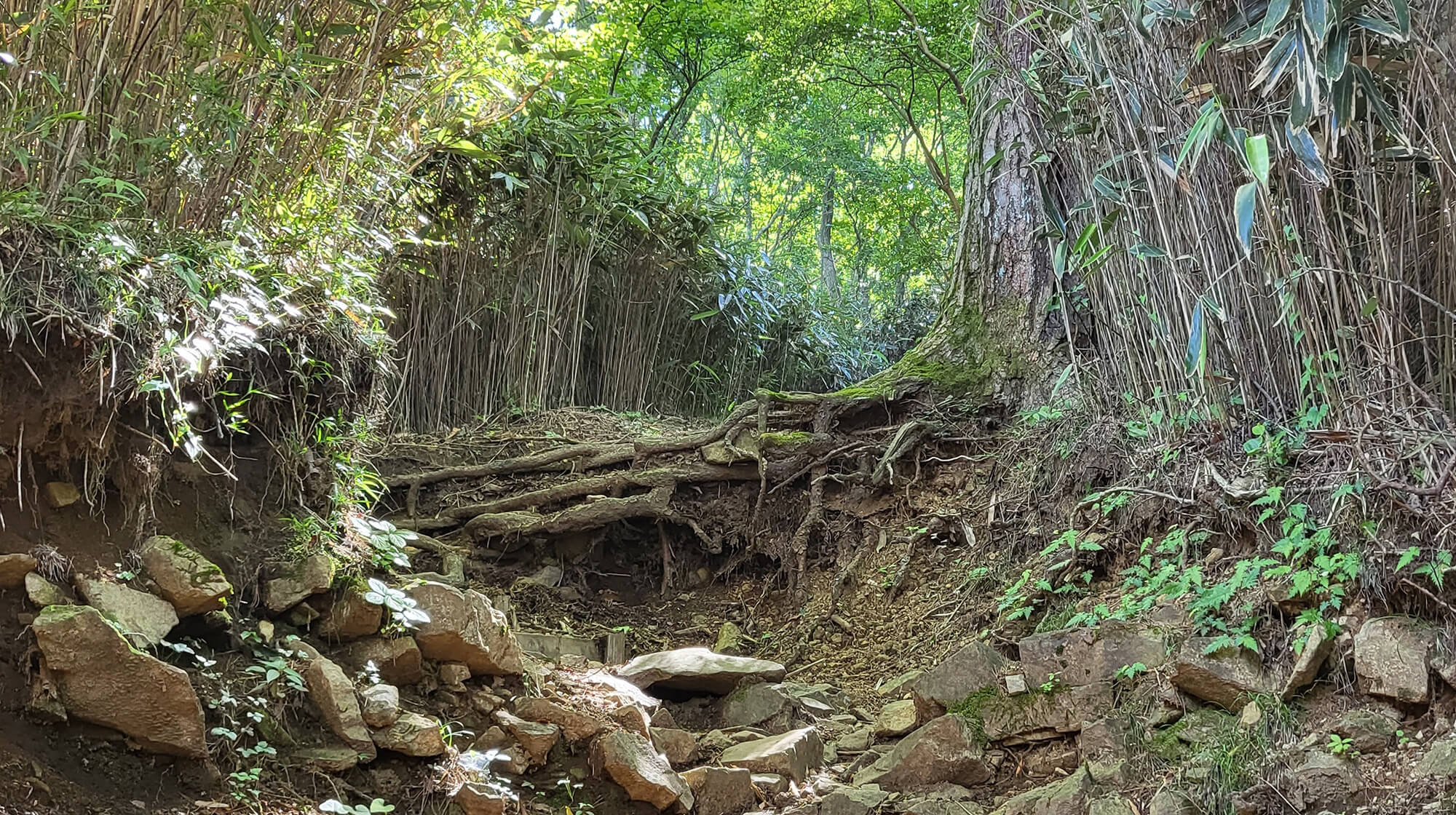 明星ヶ岳の登山道