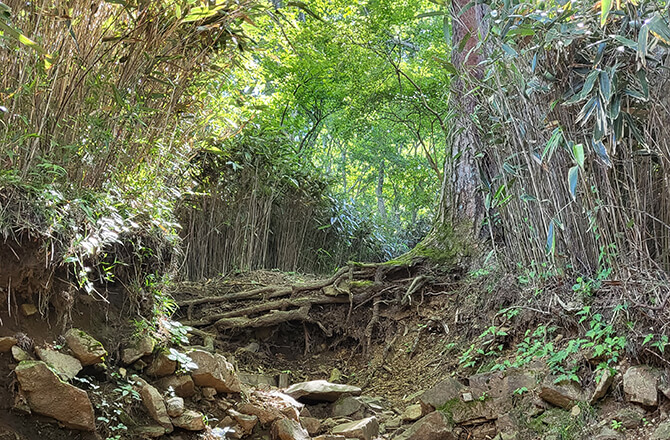 明星ヶ岳の登山道
